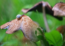 Ślimak, Grzyby