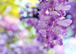 Kwitnąca, Wisteria, Makro, Rozmycie