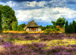 Niemcy, Lüneburg Heath, Pustać Lüneburska, Wrzosowisko, Dom