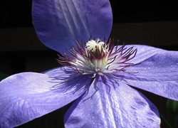 Przyroda, Kwiaty, Clematis