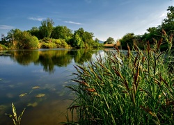 Jezioro, Trzcina, Lato