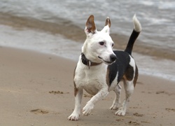 Pies, Jack, Russell Terrier