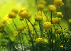 Pełnik Europejski, Żółte, Kwiaty