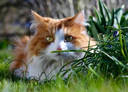 Kot Maine coon