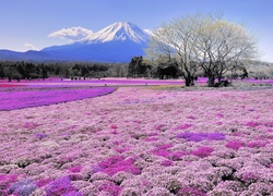 Fuji, Japonia