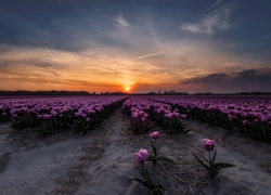 Tulipany, Zachód słońca