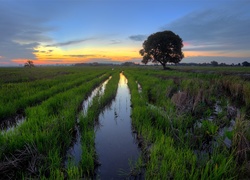 Bagno, Drzewo, Niebo, Zachód, Słońca