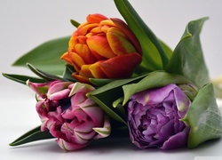 Trzy, Tulipany