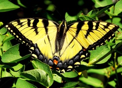 Motyl, Paź, Żeglarz