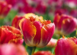 Kwiaty, Tulipany