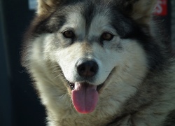 Pies, Alaskan Malamute