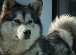 Pies, Alaskan Malamute