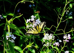 Motyl, Paź, Żeglarz, Floksy