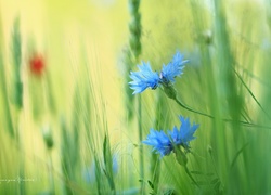 Chabry, Niebieskie, Kwiaty