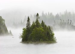 Las, Drzewa, Mgła, Jezioro