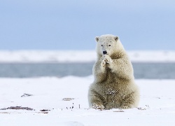 Arktyka, Niedźwiedź, Polarny