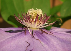 Przyroda, Kwiat, Clematis