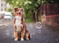 Bańki, Mydlane, Owczarek australijski, Australian shepherd