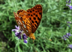 Motyl, Perłowiec malinowiec, Lawenda