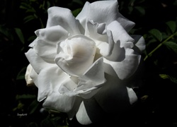 Biała, Rozwinięta, Róża