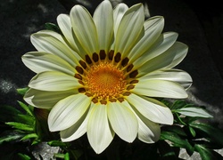 Kwiat, Gazania