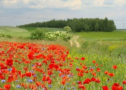 Polna, Dróżka, Lasek, Chabry, Maki