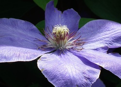 Przyroda, Kwiat, Clematis