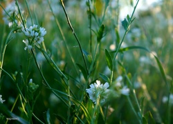 Rośliny, Zieleń, Małe, Białe, Kwiaty, Łąka