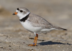 Sieweczka blada