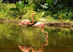 Flamingi, Jezioro