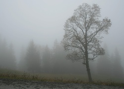 Jesienna, Mgła, Drzewo