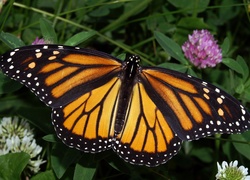 Motyl, Monarch, Kwiaty