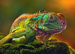 Barwna, Iguana