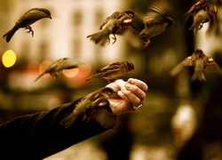 Ptaki, Wróble, Ręka, Dłoń, Karmienie