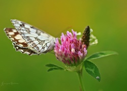 Motyl, Polowiec Szachownica, Koniczyna, Różowa