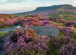 Anglia, Park Narodowy Peak District, Wzgórza, Skały, Wrzosy, Wrzosowisko