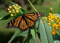 Motyl, Monarch, Liście, Kwiaty