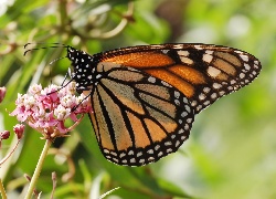 Motyl, Monarch, Kwiaty