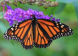 Motyl, Monarch, Kwiaty