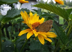 Słoneczniczek, Szorstki, Motyl, Przestrojnik, Trawnik, Liście