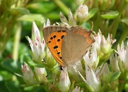 Motyl, Przestrojnik, Kwiaty