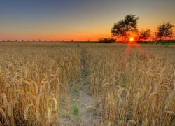 Pole, Zboże, Drzewa, Zachód, Słońca