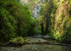 Las, Góry, Potok, Kamienie