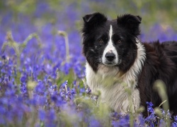 Pies, Border, Collie, Łąka, Kwiaty, Dzwonki