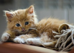 Mały, Słodki, Kotek, Maine coon