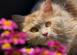 Kot, Spojrzenie, Kwiaty, Rozmycie