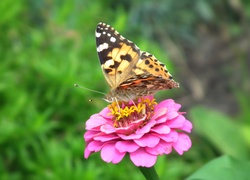 Motyl, Rusałka, Osetnik, Przyroda, Kwiat, Cynia