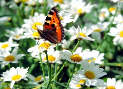 Motyl, Rusałka, Pokrzywnik, Kwiat