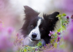 Pies, Border, Collie, Kwiaty