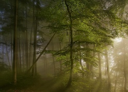 Las, Drzewa, Mgła, Przebijające, Światło